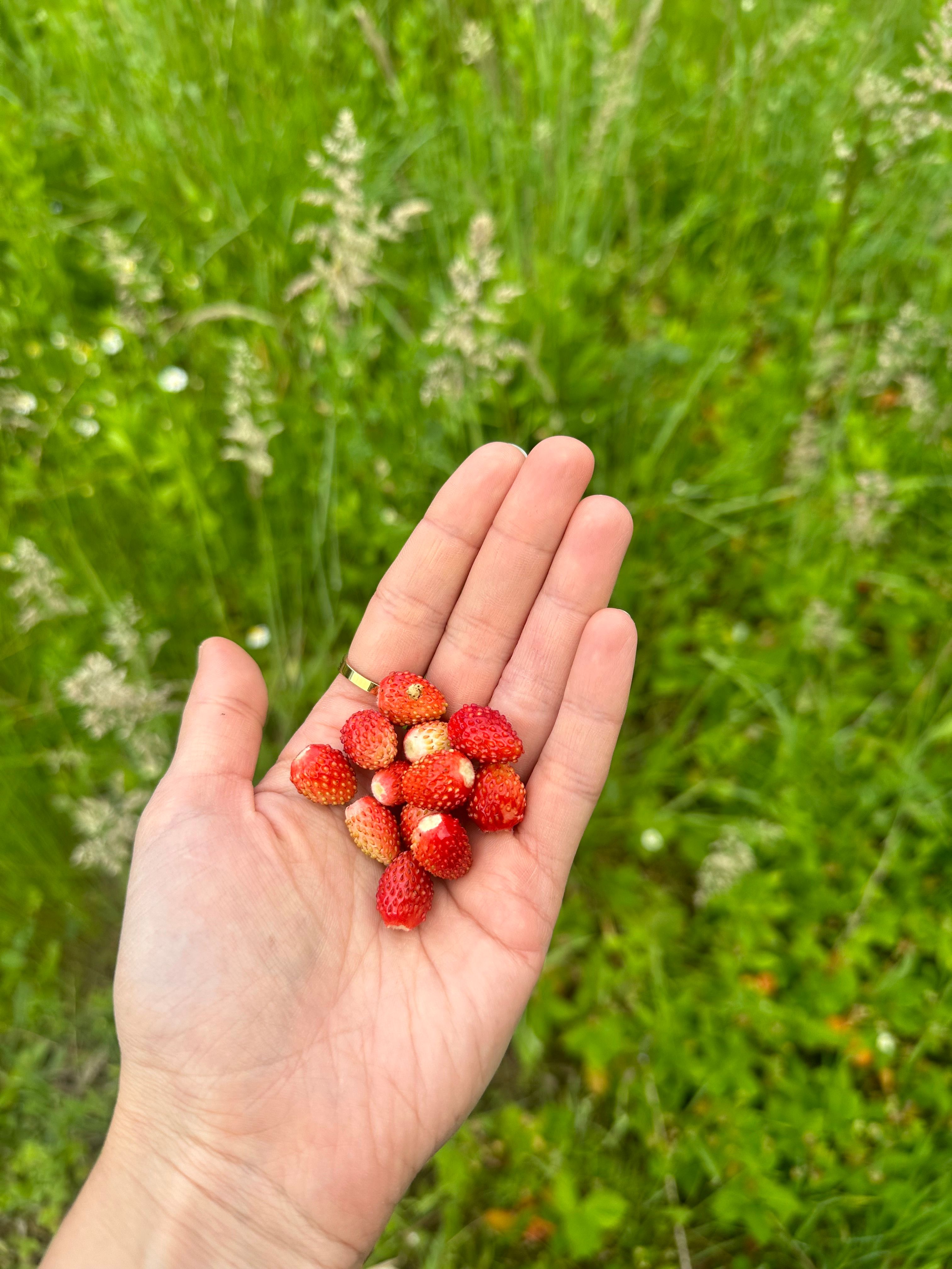 Forest Strawberries
