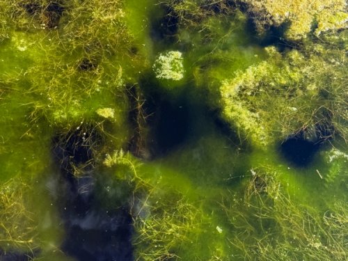 Algae in the river with some cloud reflections and other plant life