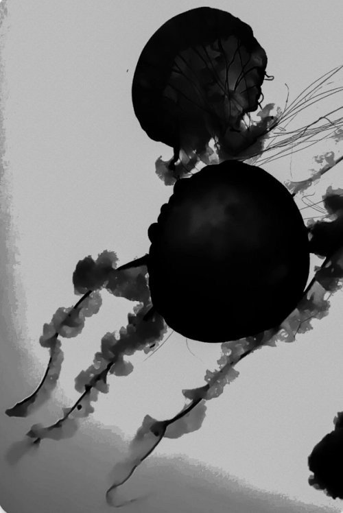 Inky image of jellyfish