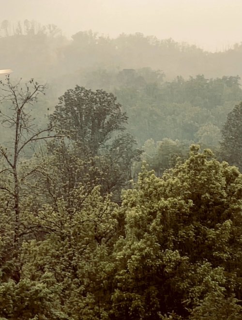 Trees in the rain
