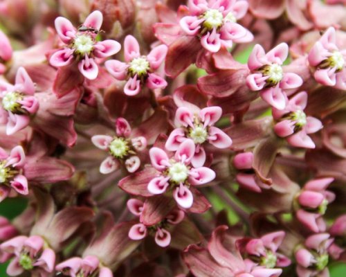 Macro of milkweed with ants in it