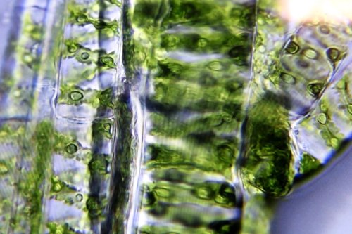 Magnified Water Plants