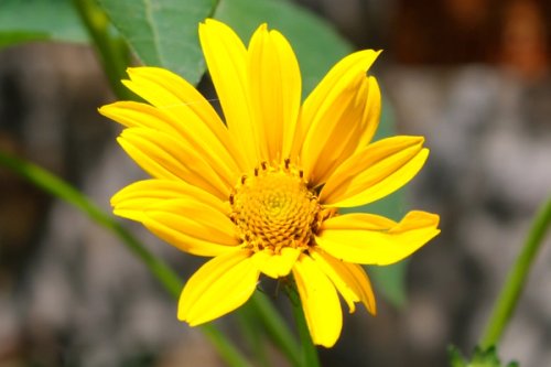 A smooth oxeye flower with a spider hiding under a petal