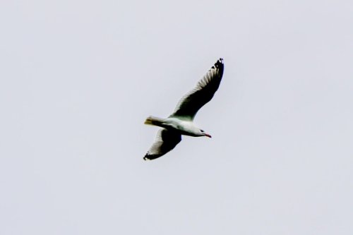 Seagull