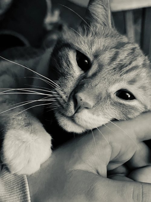 Black and white image of a cat