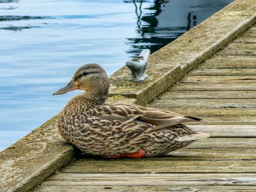 A mother mallard resting on the edge of a dog looking over the water