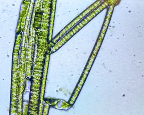 Image of magnified water plant life