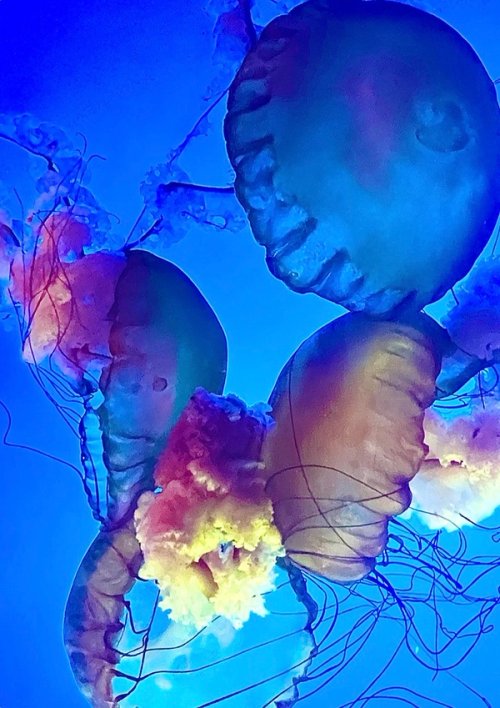 Jellyfish 