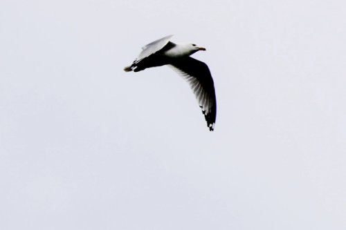 Seagull