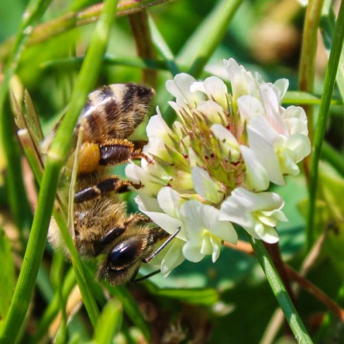 Honey Bee collecting pollen