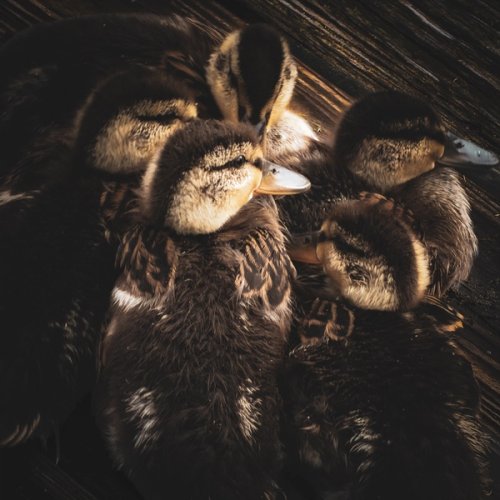 A bunch of fluffy baby mallards laying in a tight ball on a dock