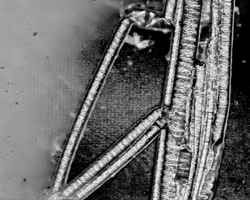 Black and white image of magnified water plant life