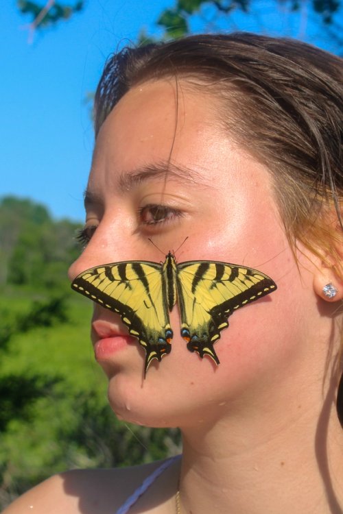 Yellow Swallowtail Butterfly on a girls face