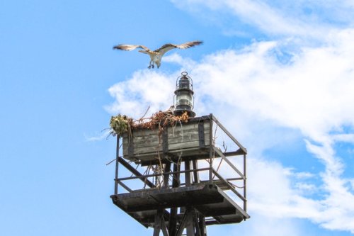 An Osprey returning to its nest