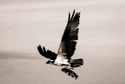 Black and white image of Osprey carrying bullhead or caight