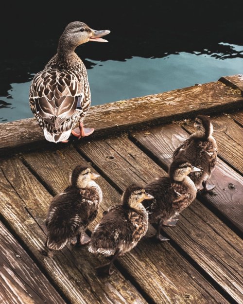 Mother mallard quacking at babies while babies rush to move toward her