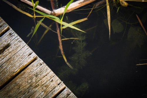 Water plants in river and dock