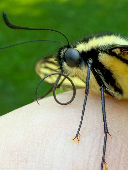 Close image of a yellow swallowtail butterfly