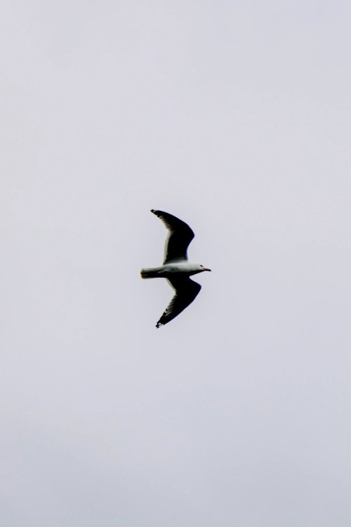 Seagull 