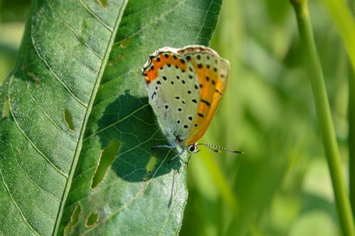 The Bronze Copper butterfly on a leaf