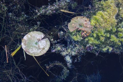 Lily pads and other water plants on the river