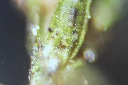 Magnified image of water plant life