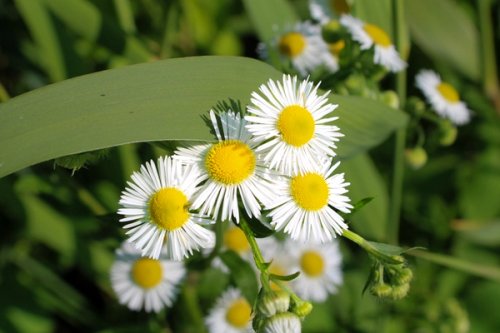 Wild white fleabane