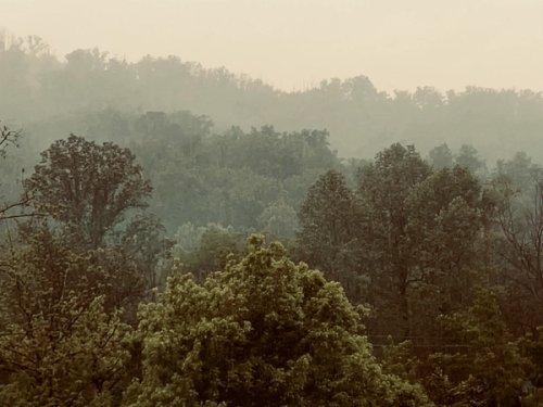Trees in the rain