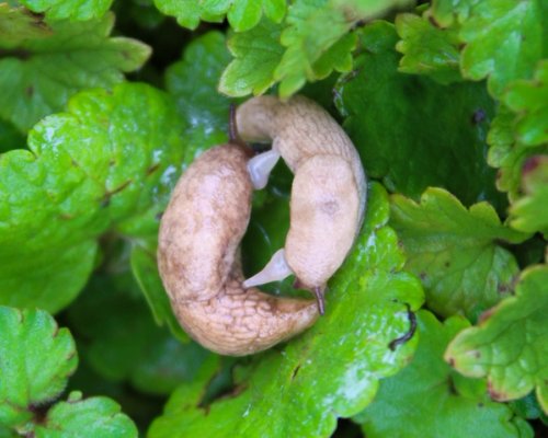Image of slugs, which are hermaphrodites, mating