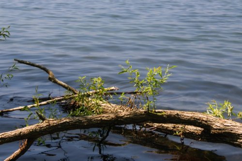 A fallen tree in the river 