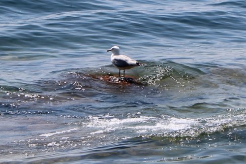 A seagull on a small shoal