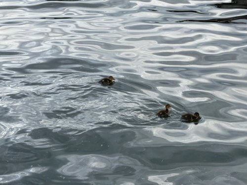 Baby mallards in the river 