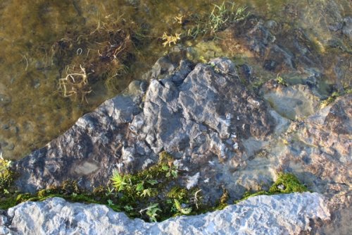 Layered rock and water plants at the rivers edge