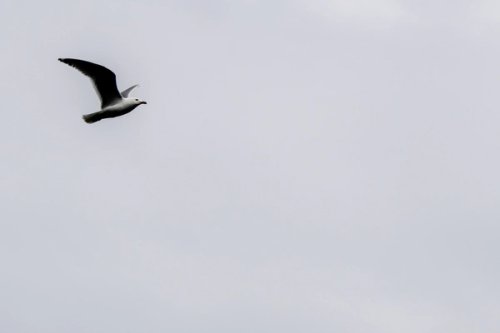 Seagull