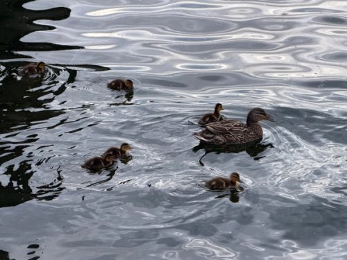 Mother mallard and babies in river