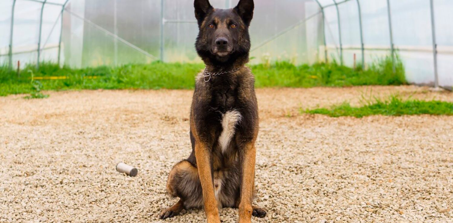 Hovedbilde for artikkelen: "Vi har fått hund!"
