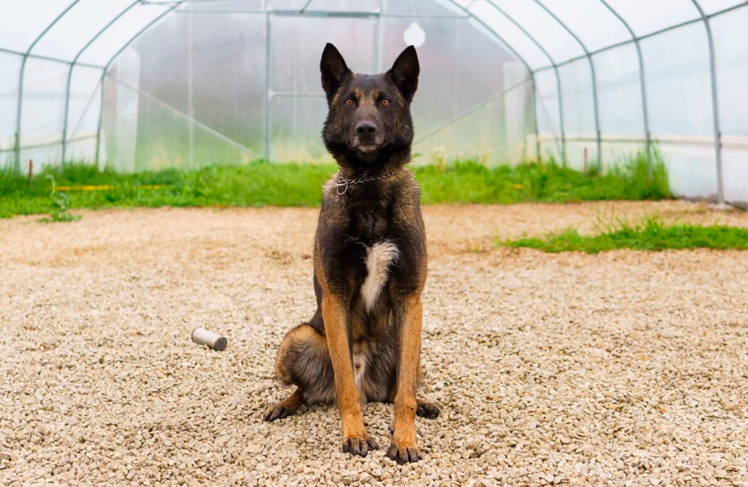 Hovedbilde for Vi har fått hund!