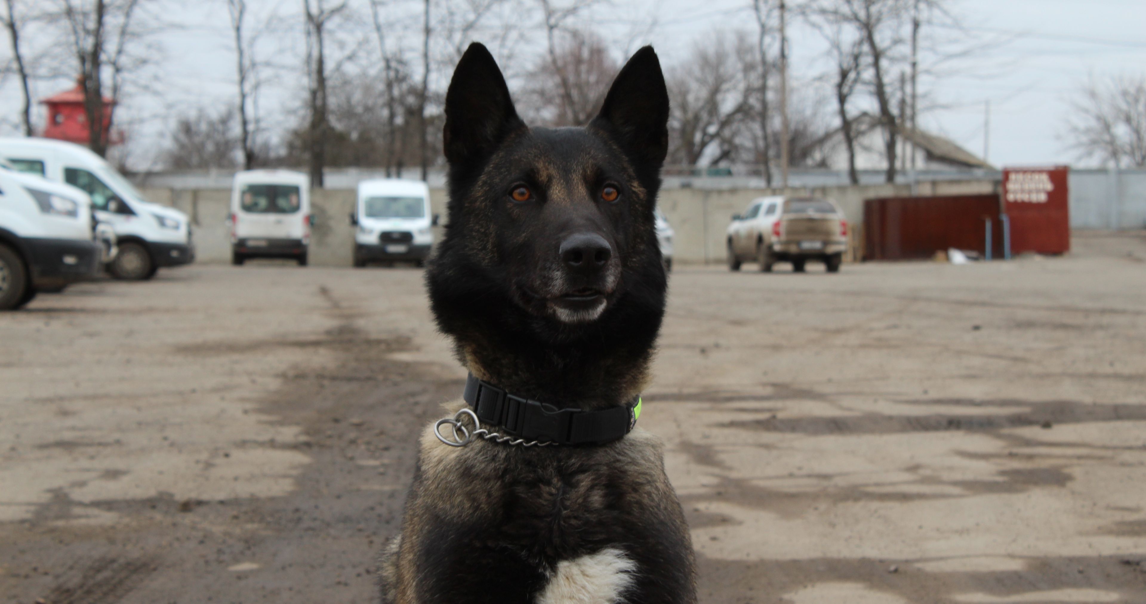 Hund