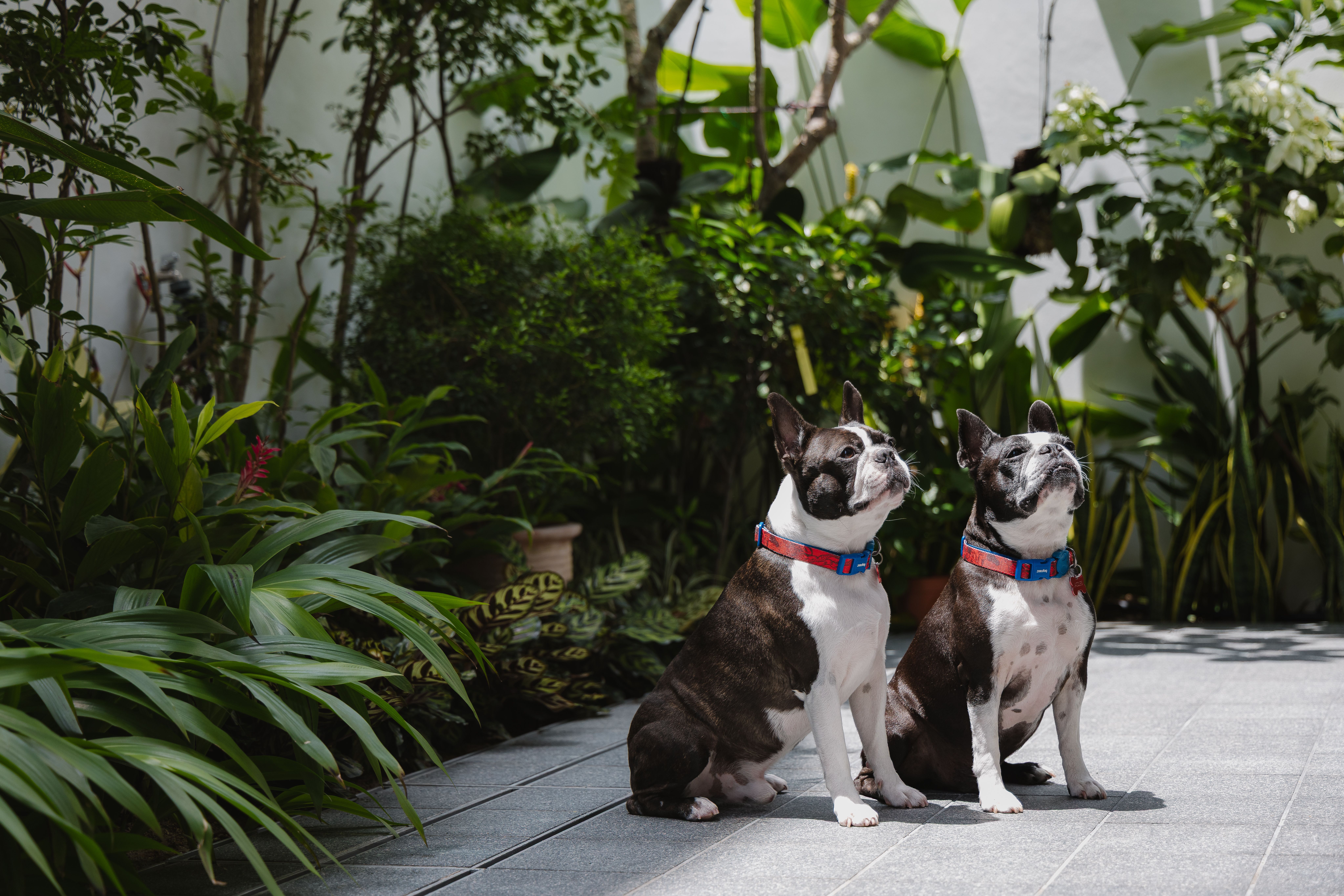House at Carpmael Road by RichardHO Architects