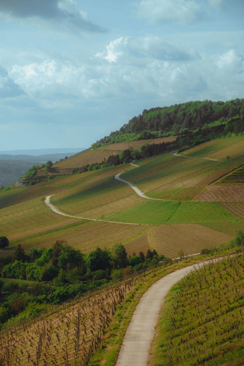 A road among vineyard fields on a hillside