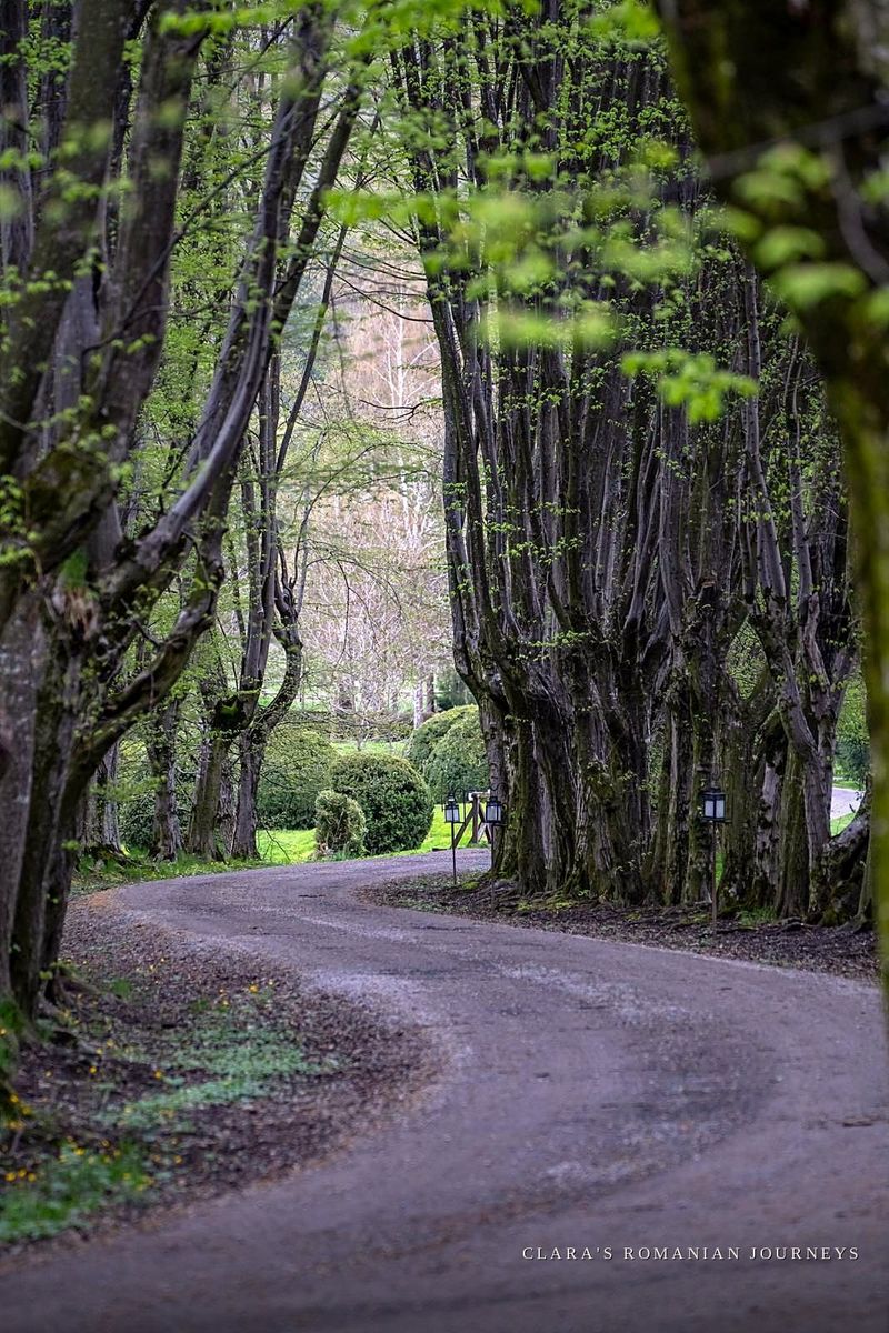Tree-lined gravel driveway leading through the estate parkland in spring