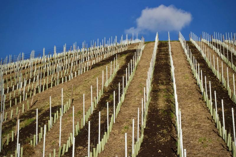 Vineyard rows on a sunny hillside