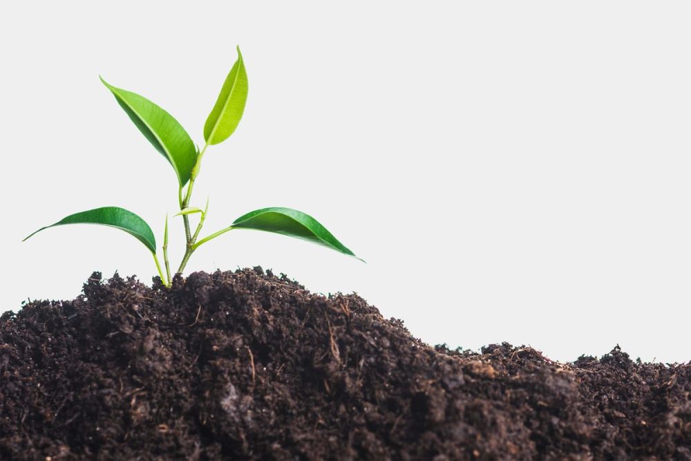 A young plant sprouting from rich soil