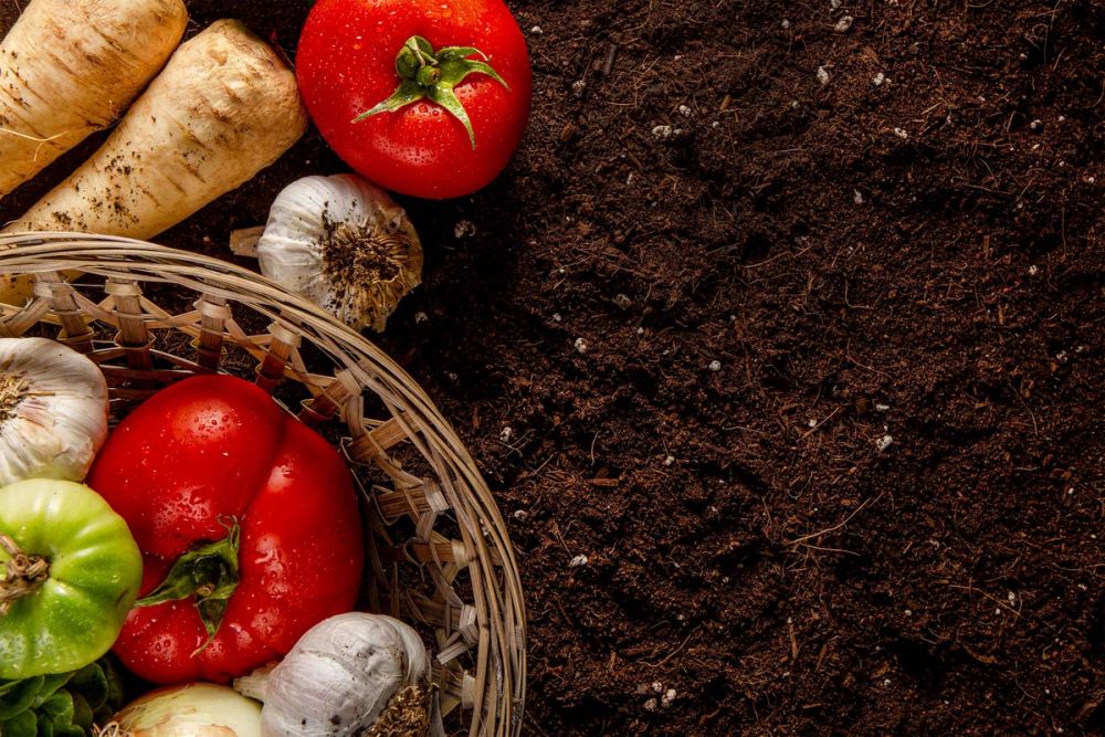 Fresh vegetables in a basket on dark soil