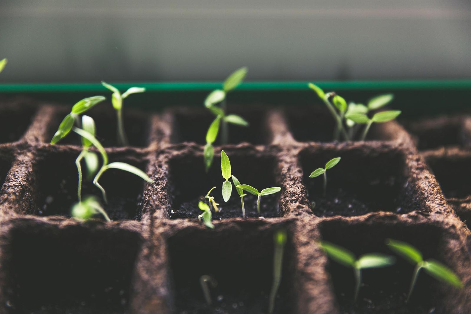 Seedlings sprouting in a planting tray