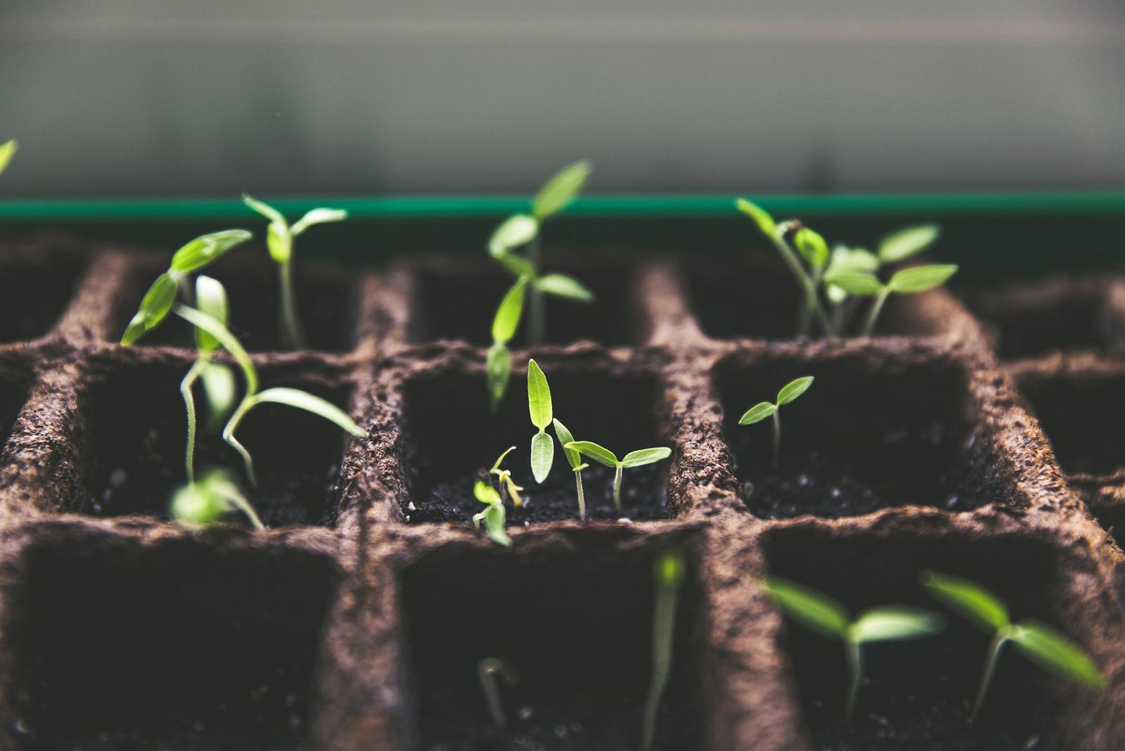 Seedlings sprouting in a planting tray