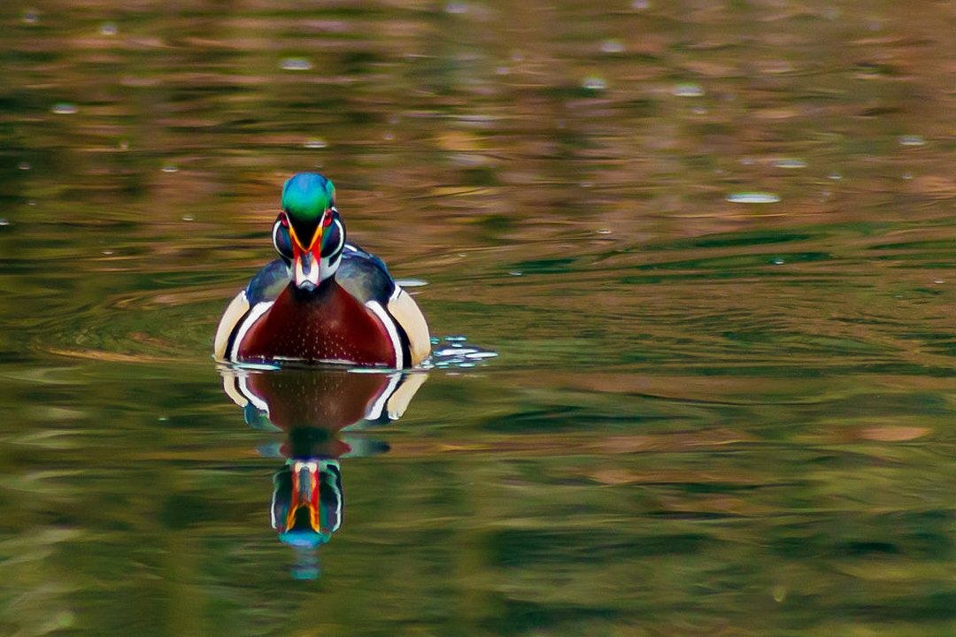 Wildlife, photograph 75