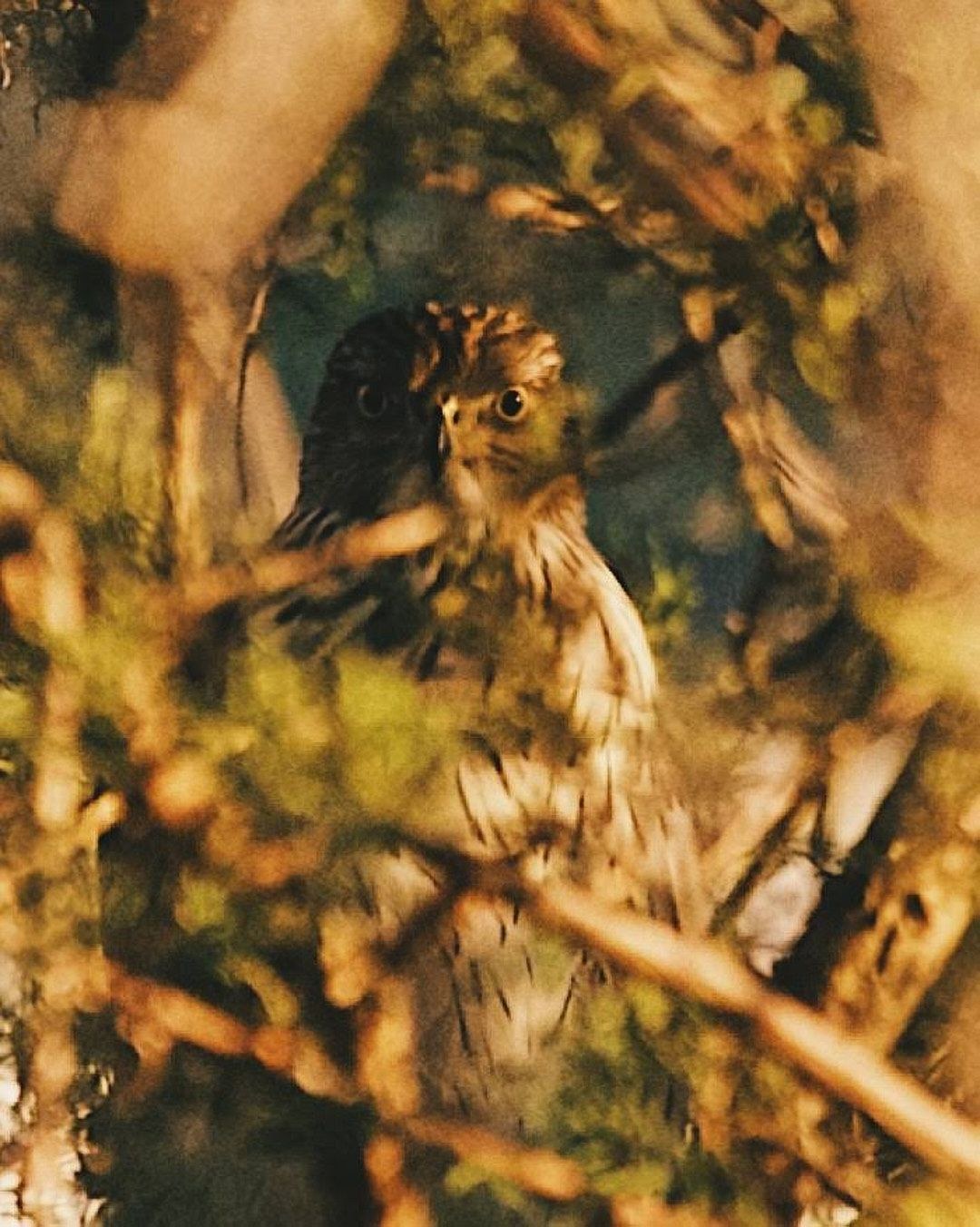 Wildlife, photograph 121