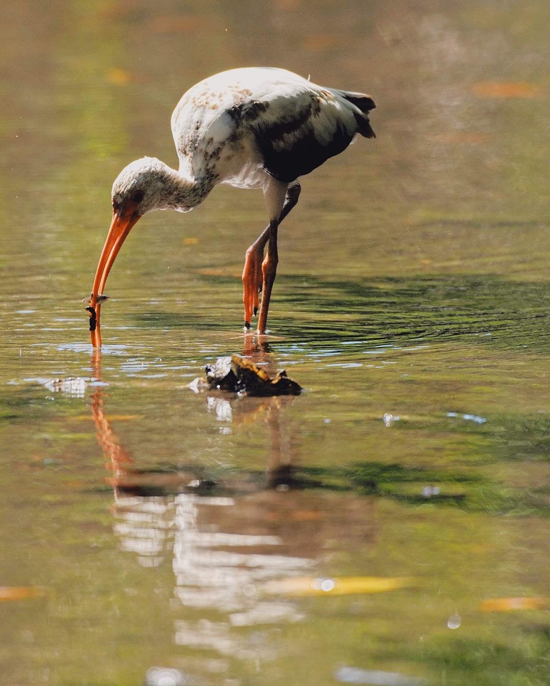 Wildlife, photograph 59