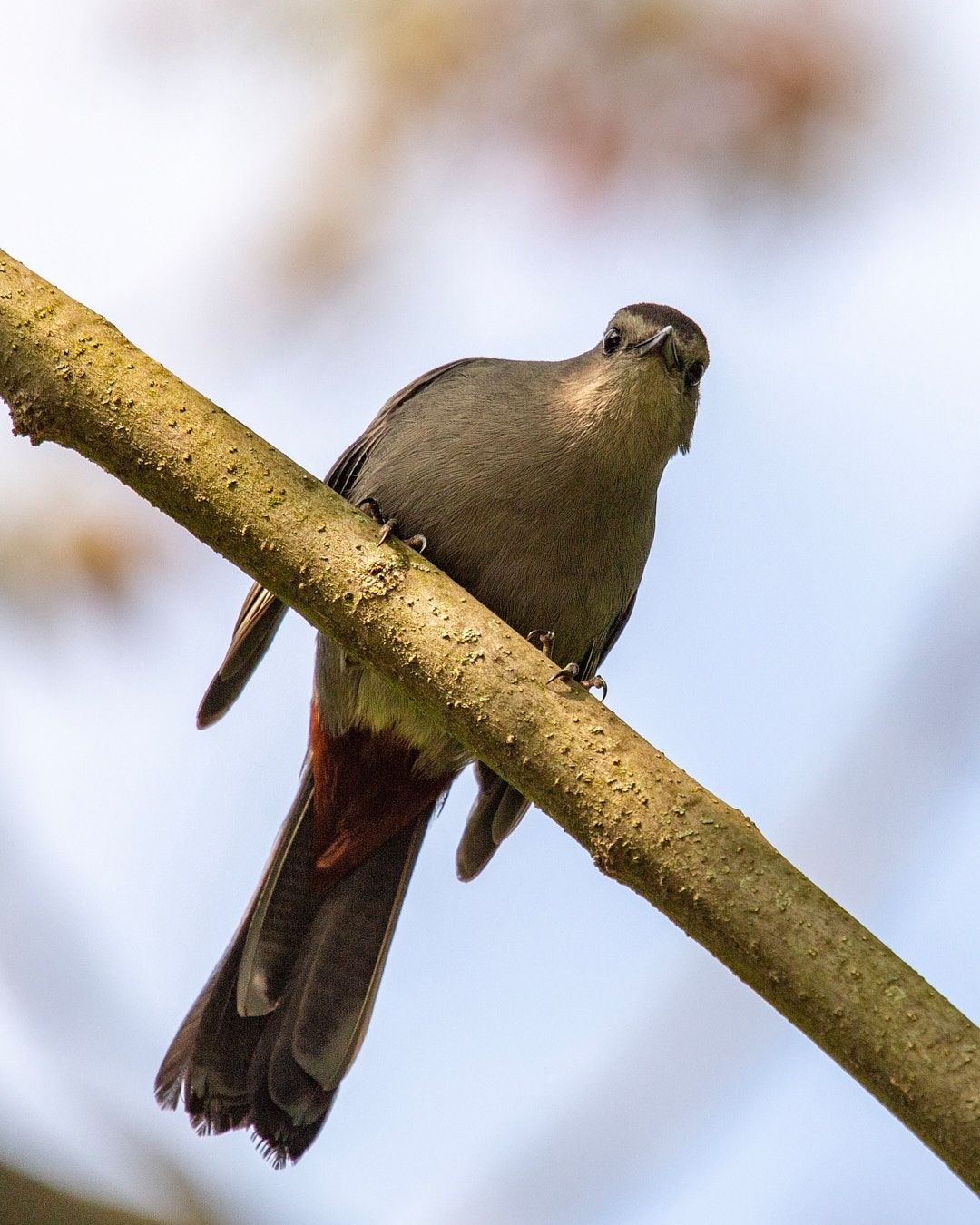 Wildlife, photograph 174
